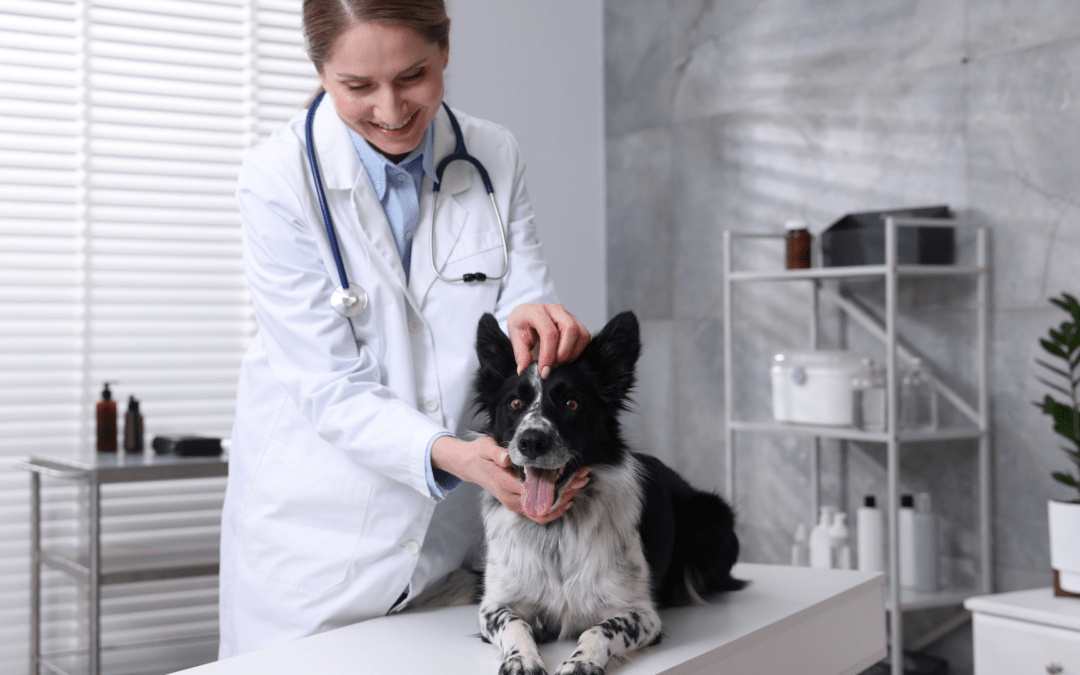 Médico veterinário: erro profissional ou intercorrência clínica? O que realmente gera responsabilização?