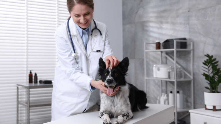 Médico veterinário: erro profissional ou intercorrência clínica? O que realmente gera responsabilização?
